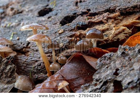 Poisonous Mushrooms Growing In Moss On A Tree Trunk. Small Mushrooms With Gills On The Background Of