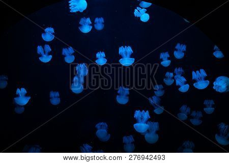 Jellyfish Floating In The Aquarium. Meduse On Black Background