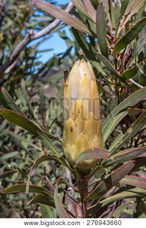 Cone Of The Waboom (wagon-tree), Protea Nitida, On The Rooibos Heritage Route In The Northern Cape P
