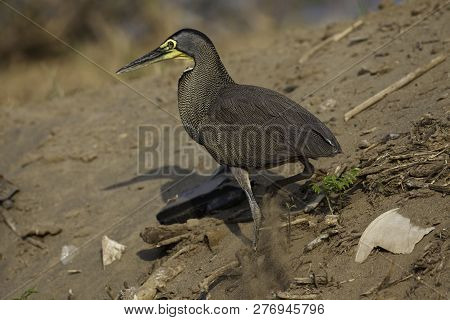 A Bare-throated Tiger Heron, Tigrisoma Mexicanum On Sand