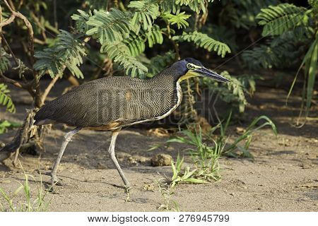 A Bare-throated Tiger Heron, Tigrisoma Mexicanum Stalking