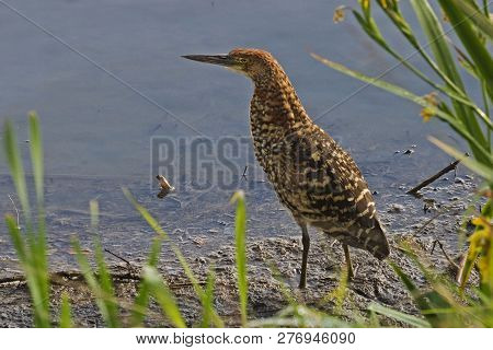 A Juvenile Rufescent Tiger Heron, Tigrisoma Lineatum