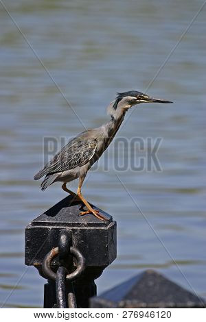 A Striated Heron, Butorides Striata, On Post