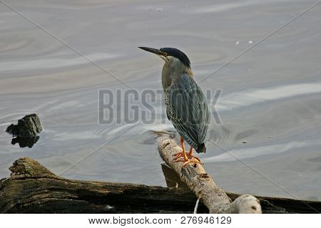 A Striated Heron, Butorides Striata, On Log