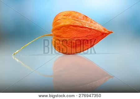 Close-up Of Cape Gooseberry. Shallow Depth Of Field.