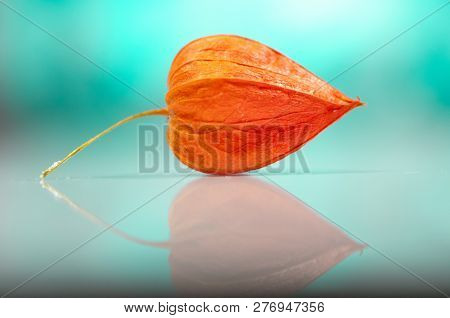 Close-up Of Cape Gooseberry. Shallow Depth Of Field.