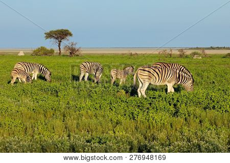 Plains zebras (Equus burchelli) feeding on the plains of Etosha National Park, Namibia