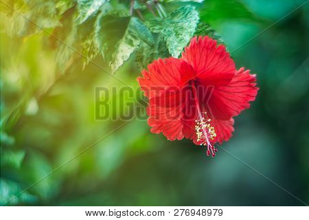 Hibiscus Red Flower (chaba) In Garden  Imageblossom, Petal Summer Color Closeup Blooming Stamen Fres