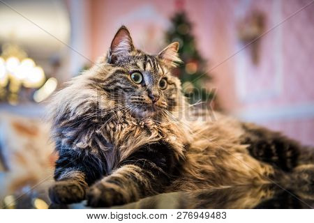 Norwegian Forest Cat Portrait Close Up With Big Fluffy Muzzle