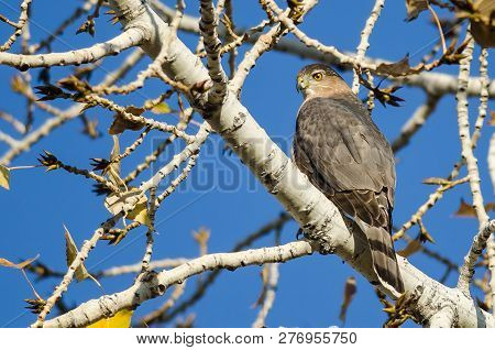 Sharp Shinned Hawk Perched High In The Bare Limbs Of The Autumn Tree