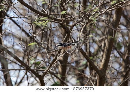 Masked Shrike (lanius Nubicus) In Acacia Shrubs