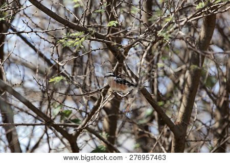 Masked Shrike (lanius Nubicus) In Acacia Shrubs