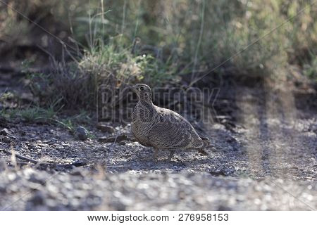 Lichtensteins Sandgrouse (pterocles Lichtensteinii)