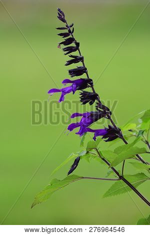Close Up Of Purple Salvia In Bloom With A Soft Green Background