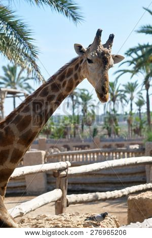 Alone Giraffe Standing Behind The Fence In Safari Park Looking At Camera Against Blue Sunny Sky Trop