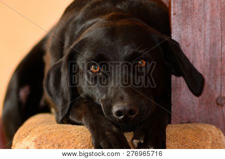 Portrait Of A Cute Black Labrador Laying At The Bottom Of The Stairs