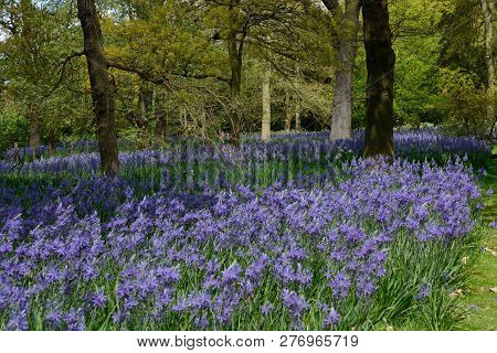 Bed Of Purple Camassia Flowers In Bloom
