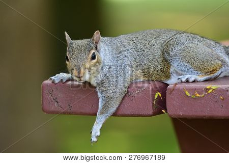 Close Up Portrait Of A Grey Squirrel Relaxing On A Picnic Table On A Hot Summers Day