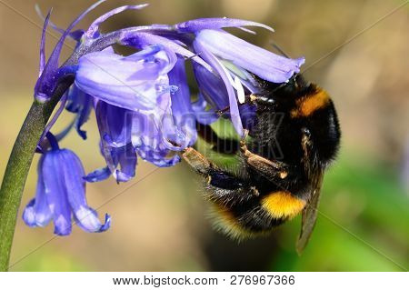 Macro Shot Of A Bumble Bee Pollinating A Bluebell Flower