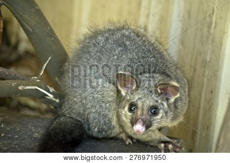 The Common Brushtail Possum Is Sitting On A Wooden Log