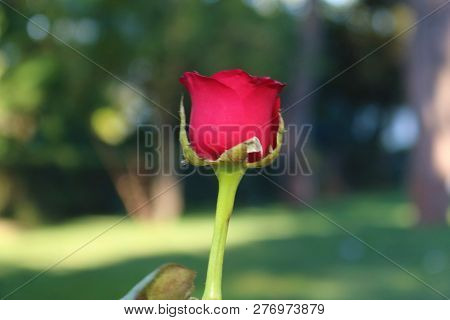 Red Rose In Hand. Man Holding Rose.