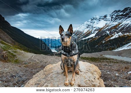 Hiking Dog