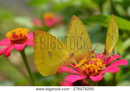 Close Up Pieridae (clouded Yellow) Indonesian Butterfly Perched On Kertas Flower.