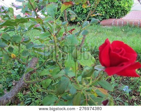 Flower Rose In The Garden, Summer. Beautiful Love Rose.