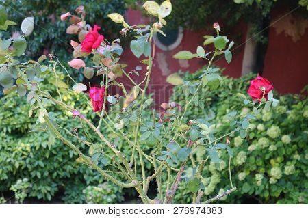 Red Rose Flower Garden In Full Bloom.