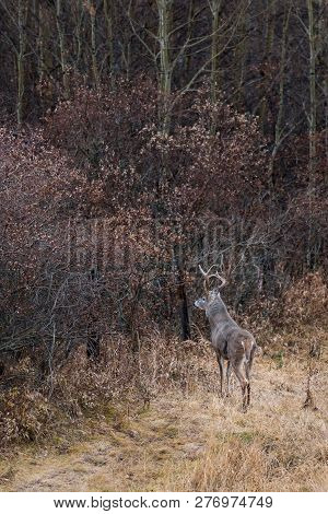 White-tailed Deer