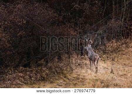 White-tailed Deer