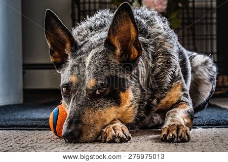 Studio Portrait Of A Beautiful Tri-coloured Blue Heeler Dog