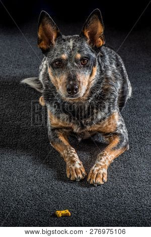 Studio Portrait Of A Beautiful Tri-coloured Blue Heeler Dog