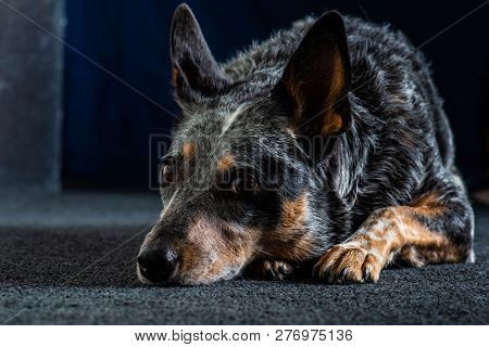 Studio Portrait Of A Beautiful Tri-coloured Blue Heeler Dog