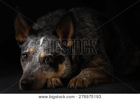 Studio Portrait Of A Beautiful Tri-coloured Blue Heeler Dog