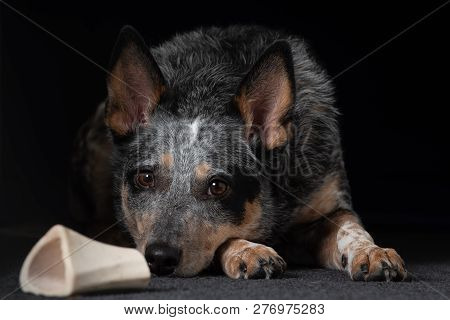 Studio Portrait Of A Beautiful Tri-coloured Blue Heeler Dog