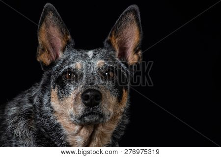 Studio Portrait Of A Beautiful Tri-coloured Blue Heeler Dog
