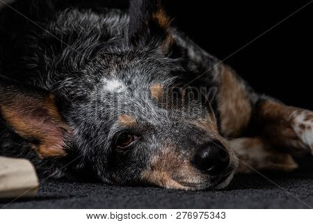 Studio Portrait Of A Beautiful Tri-coloured Blue Heeler Dog