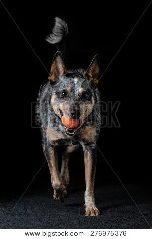 Studio Portrait Of A Beautiful Tri-coloured Blue Heeler Dog