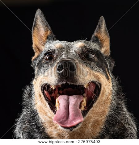 Studio Portrait Of A Beautiful Tri-coloured Blue Heeler Dog