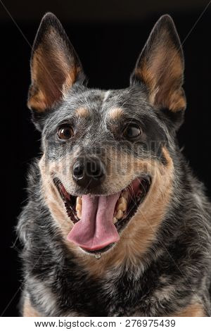 Studio Portrait Of A Beautiful Tri-coloured Blue Heeler Dog