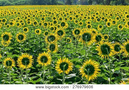 Back Side Of Sunflowers Field Farm In Lop Buri , Beautiful Flower Field Concept
