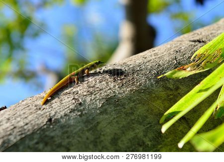 Closeup Of The Gold Dust Day Gecko On A Tree In Hawaii