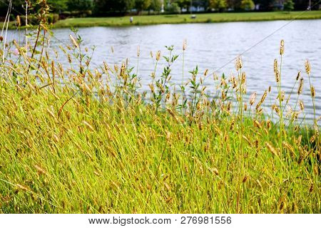 Yellow Foxtail (setaria Pumila), Also Known As Yellow Bristle-grass, Pigeon Grass, And Cattail Grass