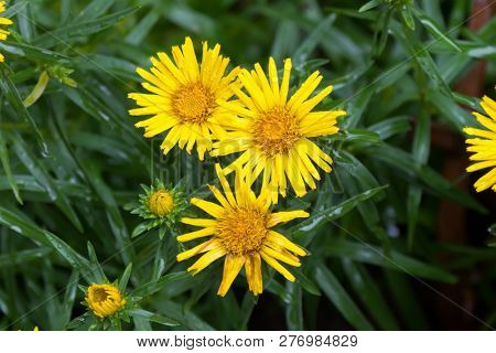 Closeup of yellow Sunwheel flower after the rain (Buphthalmum Salicifolium)