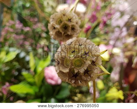 Closed Up Dried Scabiosa Prolifera (lomelosia Micrantha) Blossom Decorated In The Bouquet