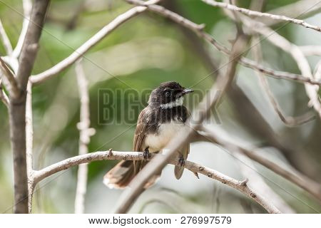 Bird (malaysian Pied Fantail) In A Nature Wild