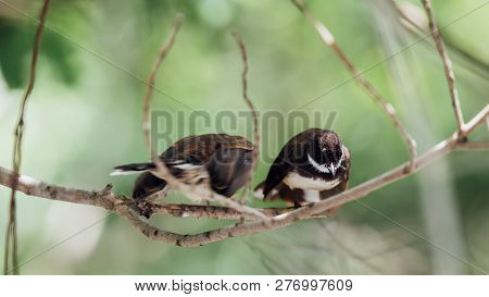Two Birds (malaysian Pied Fantail) In Nature Wild