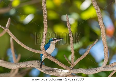 Bird (white-collared Kingfisher) In A Nature Wild