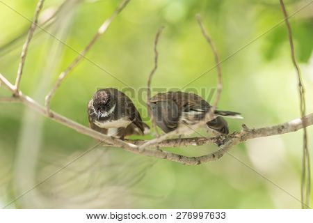 Two Birds (malaysian Pied Fantail) In Nature Wild